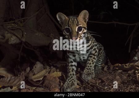 Ozelot (Leopardus pardalis) Kamera trap Bild, Halbinsel Nicoya in Costa Rica. Stockfoto