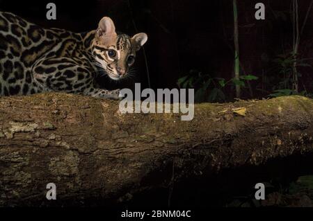 Ozelot (Leopardus pardalis) Kamera trap Bild, Halbinsel Nicoya in Costa Rica. Stockfoto