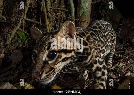 Ozelot (Leopardus pardalis) Kamera trap Bild, Halbinsel Nicoya in Costa Rica. Stockfoto