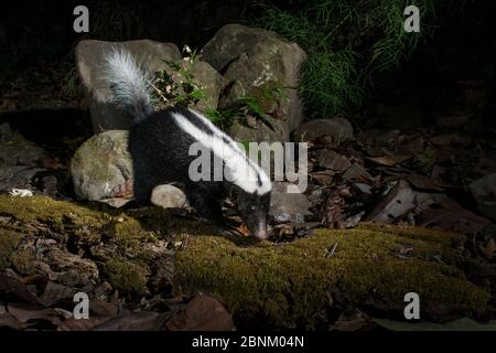 Streifenschwein-Nasennuppe (Conepatus semistriatus), Kamerafalle, Nicoya Peninsula, Costa Rica, März 2015. Stockfoto