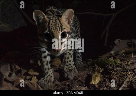 Ozelot (Leopardus pardalis) Kamera trap Bild, Halbinsel Nicoya in Costa Rica. Stockfoto