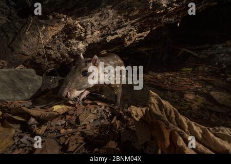 PACA (Cuniculus paca) Besuch Wasserloch im Cabo Blanco Nationalpark, Costa Rica, April 2015. Stockfoto