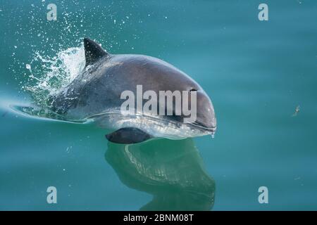 Haferschwein, (Phocoena phocoena) Schweinswal, Bay of Fundy, New Brunswick, Kanada, August Stockfoto