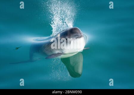 Hafen Schweinswal, (Phocoena phocoena) Bay of Fundy, New Brunswick, Kanada, August Stockfoto