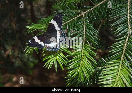 Weißer Admiralschmetterling (Limenitis arthemis) auf Kiefernzweig, New Brunswick, Kanada, Juni 2014. Stockfoto