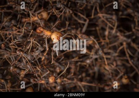 Armeeameisen (Eciton sp.) bildeten sich in Biwak mit Soldaten, Costa Rica. Februar 2015. Stockfoto