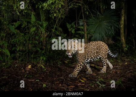 Jaguar (Panthera onca) Kamera trap Bild, Nationalpark Tortuguero, Costa Rica. Stockfoto