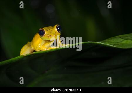 Olivenschnupfenfrosch (Scinax elaechroa) Tortuguero Nationalpark, Costa Rica. Stockfoto