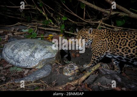 Jaguar (Panthera onca), der eine grüne Meeresschildkröte (durch eine Kamerafalle im Tortuguero Nationalpark, Costa Rica) vorstellt. Stockfoto