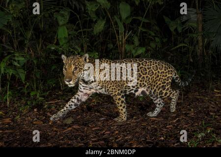 Jaguar (Panthera onca) Kamera trap Bild, Nationalpark Tortuguero, Costa Rica. Stockfoto