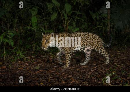 Jaguar (Panthera onca) Kamera trap Bild, Nationalpark Tortuguero, Costa Rica. Stockfoto