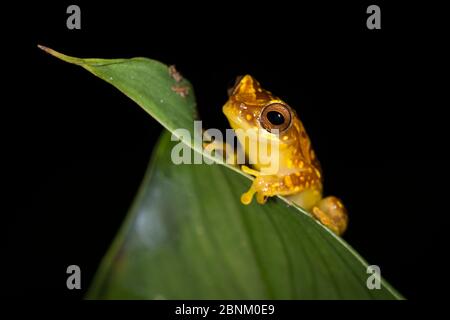 Sanduhr-Baumfrosch (Dendropsophus ebraccatus) im Tortuguero Nationalpark, Costa Rica. Stockfoto