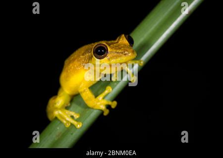 Olivenschnupfenfrosch (Scinax elaechroa) Tortuguero Nationalpark, Costa Rica. Stockfoto