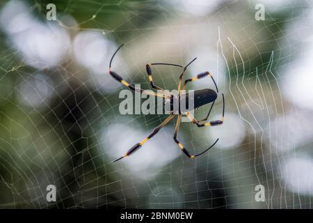 Goldorb Weberspinne (Nephila edulis) Spinnennetz, Tortuguero Nationalpark, Costa Rica. Stockfoto