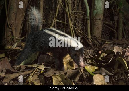 Streifenschwein-Nasennuppe (Conepatus semistriatus) Kamera Trap Bild, Nicoya Halbinsel, Costa Rica. Stockfoto