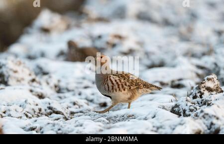 Graupasthuhn (Perdix perdix), im Winter männlich, Finnland, Dezember. Stockfoto