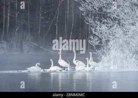 Singschwäne (Cygnus cygnus) auf dem Wasser im Winter, Finnland, Mai. Stockfoto