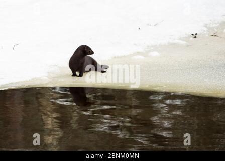 Amerikanischer Nerz (Neovison vison) auf Schnee, Finnland, Januar. Eingeführte Arten. Stockfoto