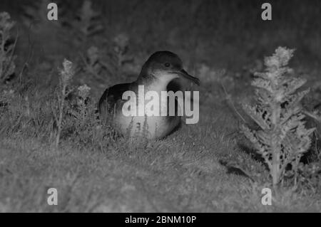 Manx shearwater (Puffinus puffinus) mit infrarotem Licht in der Nacht, Wales, UK. Stockfoto