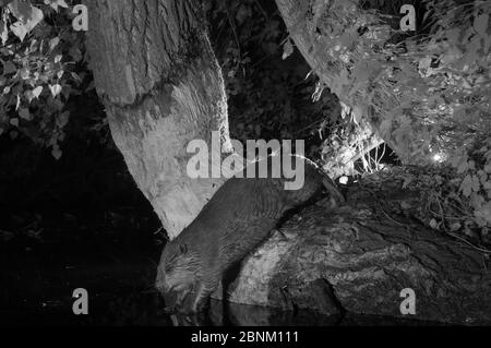 Europäischer Biber (Castor-Faser), aufgenommen mit Infrarotlicht in der Nacht, Frankreich. Stockfoto