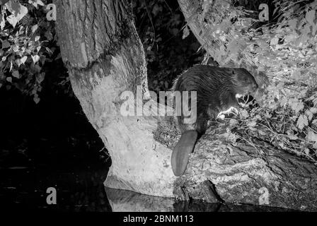 Europäischer Biber (Castor-Faser), aufgenommen mit Infrarotlicht in der Nacht, Frankreich. Stockfoto