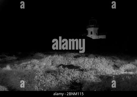 Manx Shearwater (Puffinus puffinus) im Flug mit Infrarotlicht in der Nacht, Wales, Großbritannien, Juli. Stockfoto