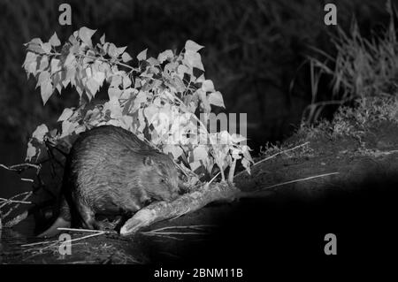 Europäischer Biber (Castor-Faser), aufgenommen mit Infrarotlicht in der Nacht, Frankreich. Mai. Stockfoto