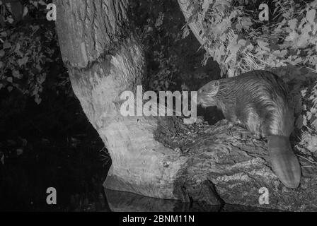 Europäischer Biber (Castor-Faser), aufgenommen mit Infrarotlicht in der Nacht, Frankreich. Juni. Stockfoto