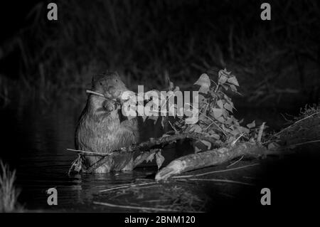 Europäischer Biber (Castor-Faser), aufgenommen mit Infrarotlicht in der Nacht, Frankreich. Mai. Stockfoto