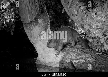 Europäischer Biber (Castor-Faser), aufgenommen mit Infrarotlicht in der Nacht, Frankreich. Stockfoto