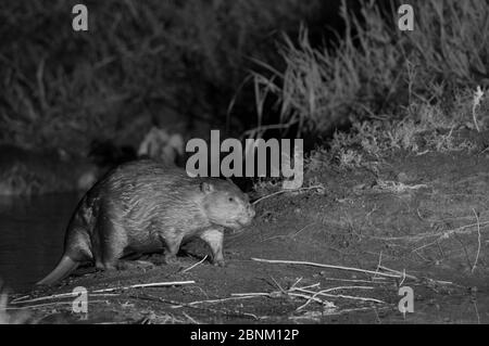 Europäischer Biber (Castor-Faser), aufgenommen mit Infrarotlicht in der Nacht, Frankreich. Mai. Stockfoto