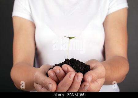 Mädchen, das eine junge Marihuana-Pflanze in der Hand hält, Nahaufnahme. Sprossen von Cannabis in den Handflächen. Stockfoto