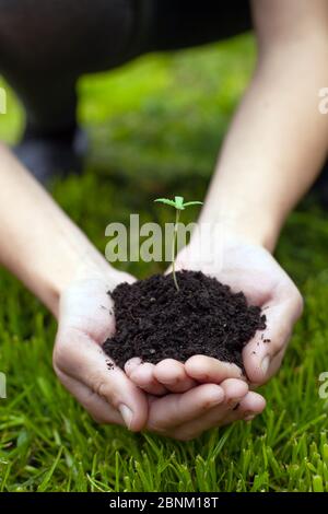 Hände, die einen jungen Sprossen aus medizinischem Marihuana auf einem Hintergrund aus grünem Gras Nahaufnahme halten, Cannabispflanze in den Palmen. Stockfoto