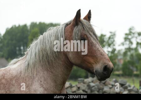 Kopfschuss eines Brabant, eines belgischen schweren Zugpferdes, in Oostduinkerke, Westflandern, Belgien, Juni. Stockfoto