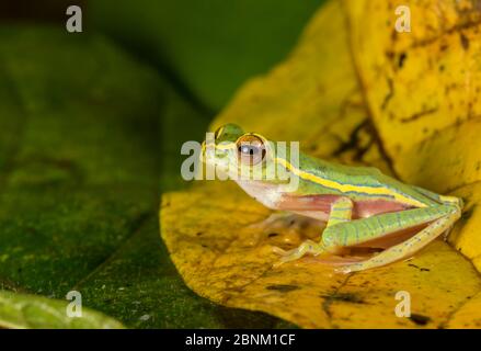 Boulenger-Baumfrosch (Rhaphorus lateralis) wurde nach 100 Jahren neu entdeckt. Coorg, Karnataka, Indien. Endemisch in Western Ghats. Gefährdeter Spe Stockfoto