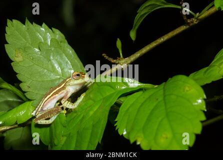 Boulenger-Baumfrosch (Rhaphorus lateralis) wurde nach 100 Jahren neu entdeckt. Coorg, Karnataka, Indien. Endemisch in Western Ghats. Gefährdeter Spe Stockfoto