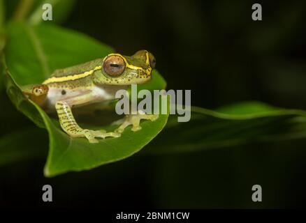 Boulenger-Baumfrosch (Rhaphorus lateralis) wurde nach 100 Jahren neu entdeckt. Coorg, Karnataka, Indien. Endemisch in Western Ghats. Gefährdeter Spe Stockfoto