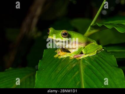 Malabar Segelfrosch (Rhacophorus malabaricus) endemische Arten von Western Ghats. Coorg, Karnataka, Indien. Stockfoto