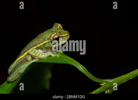 Boulenger-Baumfrosch (Rhaphorus lateralis) wurde nach 100 Jahren neu entdeckt. Coorg, Karnataka, Indien. Endemisch in Western Ghats. Gefährdeter Spe Stockfoto