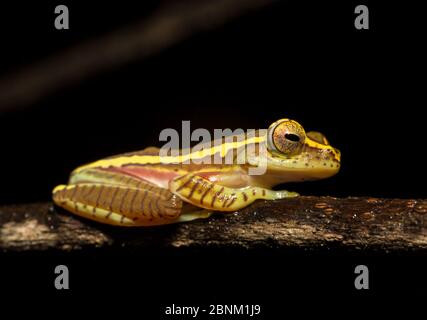 Boulenger-Baumfrosch (Rhacophorus lateralis) wurde erst kürzlich nach 100 Jahren wiederentdeckt. Coorg, Karnataka, Indien. Endemisch in Western Ghats. Gefährdete Spez Stockfoto