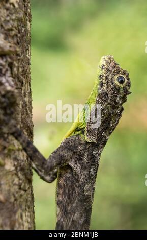 Südindische fliegende Eidechse (Draco dussumieri), Agumbe, Karnataka, Indien. Endemisch in Western Ghats. Stockfoto