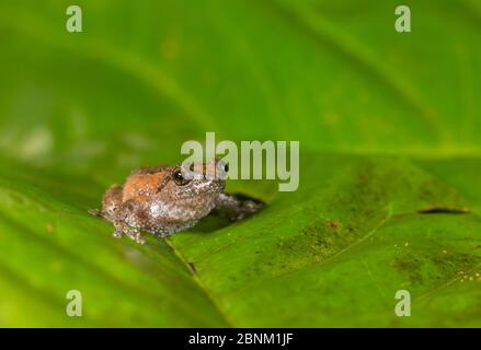 Kudremukh Buschfrosch (Raorchestes tuberohumerus) Coorg, Karnataka, Indien. Endemisch in Western Ghats. Stockfoto