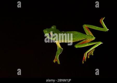 Malabar gleitender Frosch (Rhacophorus malabaricus), Männchen schwimmend auf Wasser. Coorg, Karnataka, Indien. Endemisch in Western Ghats. Stockfoto