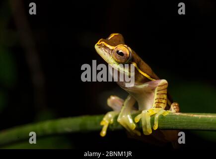 Boulenger-Baumfrosch (Rhacophorus lateralis) wurde erst kürzlich nach 100 Jahren wiederentdeckt. Coorg, Karnataka, Indien. Endemisch in Western Ghats. Gefährdete Spez Stockfoto