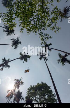 Südindische Fliegenkärpfling (Draco dussumieri), arboreale Insekteneidechse, die von Baum zu Baum gleitet und ihre flügelartige Membran, Patagium genannt, benutzt. Ag Stockfoto