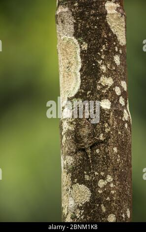 Südindische fliegende Eidechse (Draco dussumieri) getarnt auf Baumstamm, Agumbe, Karnataka, Indien. Endemisch in Western Ghats. Stockfoto