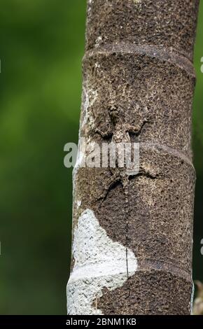 Südindische fliegende Eidechse (Draco dussumieri) getarnt auf Baumstamm, Agumbe, Karnataka, Indien. Endemisch in Western Ghats. Stockfoto