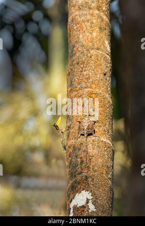 Südindische fliegende Eidechse (Draco dussumieri) getarnt auf Baumstamm, Agumbe, Karnataka, Indien. Endemisch in Western Ghats. Stockfoto