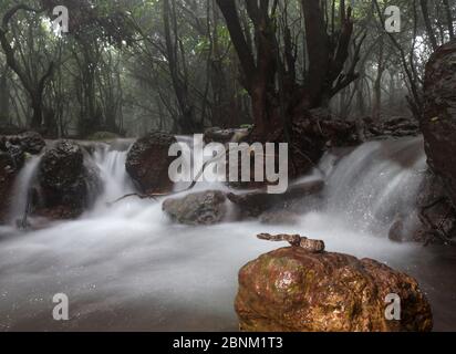 Malabar Grubenviper (Trimeresurus malabaricus), braune Farbe Morph in Regenwald Lebensraum mit Wasserfall, Amboli, Maharashtra, Indien. Endemisch zu westlichen Stockfoto