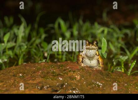 Gelbe Tigerkröte (Xanthophyne tigerina), männlich rufend, Amboli, Maharashtra, Western Ghats, Indien. Endemische, stark bedrohte Arten. Stockfoto